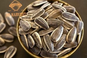 hat huong duong ngay tet