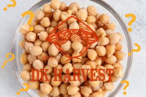 mua hat dau ga o dau