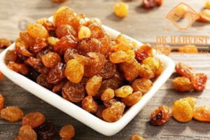 gia nho kho tren thi truong